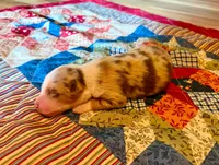 PEBBLES, a female Australian Shepherd for sale in Cub Run, KY – 1 of 3