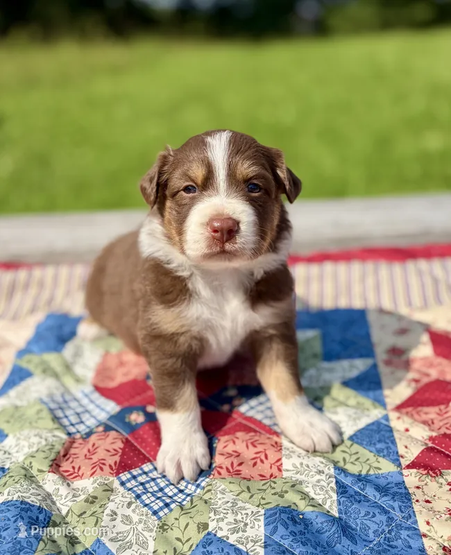 Betty – Australian Shepherd puppy for sale in Cub Run, KY