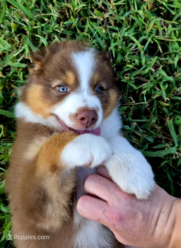 Bamm-Bamm – Australian Shepherd puppy for sale in Cub Run, KY