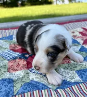 Wilma, a female Australian Shepherd for sale in Cub Run, KY – 2 of 4