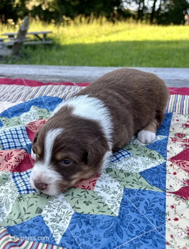 Betty – Australian Shepherd puppy for sale in Cub Run, KY