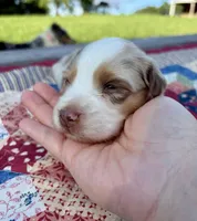 PEBBLES, a female Australian Shepherd for sale in Cub Run, KY – 2 of 4