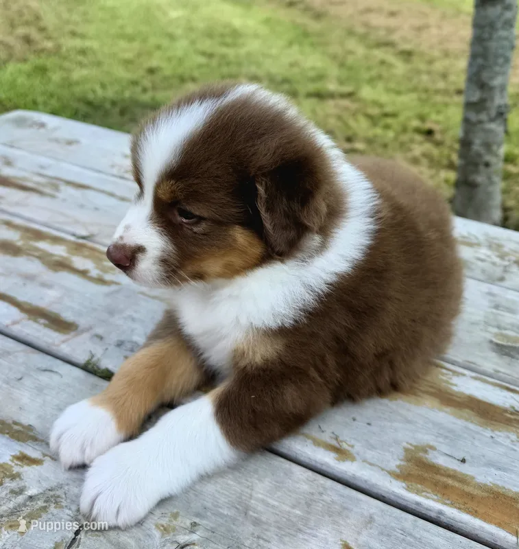 Bamm-Bamm – Australian Shepherd puppy for sale in Cub Run, KY