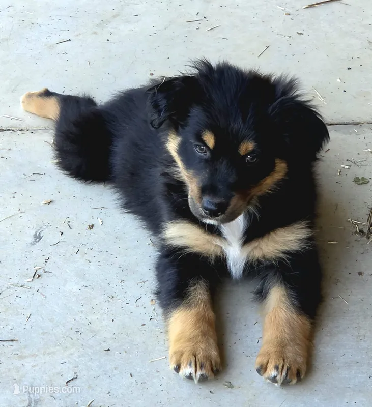 Socks – Australian Shepherd puppy for sale in Cub Run, KY