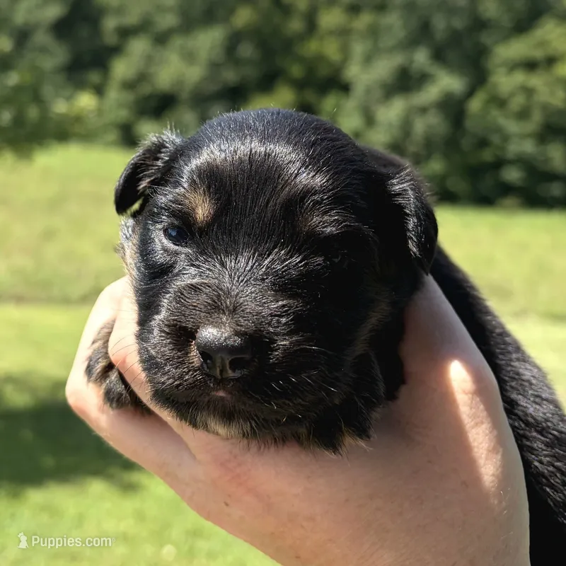 Muffin – Australian Shepherd puppy for sale in Cub Run, KY