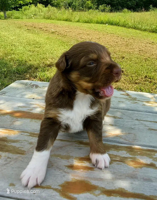 Chilli – Australian Shepherd puppy for sale in Cub Run, KY
