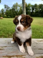 Calypso, a female Australian Shepherd for sale in Cub Run, KY – 1 of 7