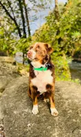 Bingo, a female Australian Shepherd for sale in Cub Run, KY – 5 of 5