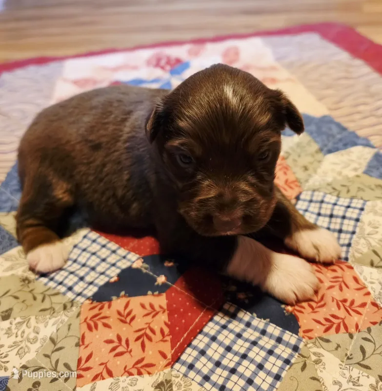 Chilli – Australian Shepherd puppy for sale in Cub Run, KY