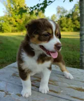 Pearl, a female Australian Shepherd for sale in Cub Run, KY – 3 of 7