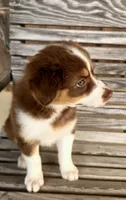 Pearl, a female Australian Shepherd for sale in Cub Run, KY – 2 of 6