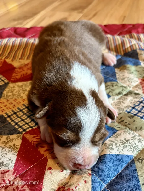 Pearl – Australian Shepherd puppy for sale in Cub Run, KY