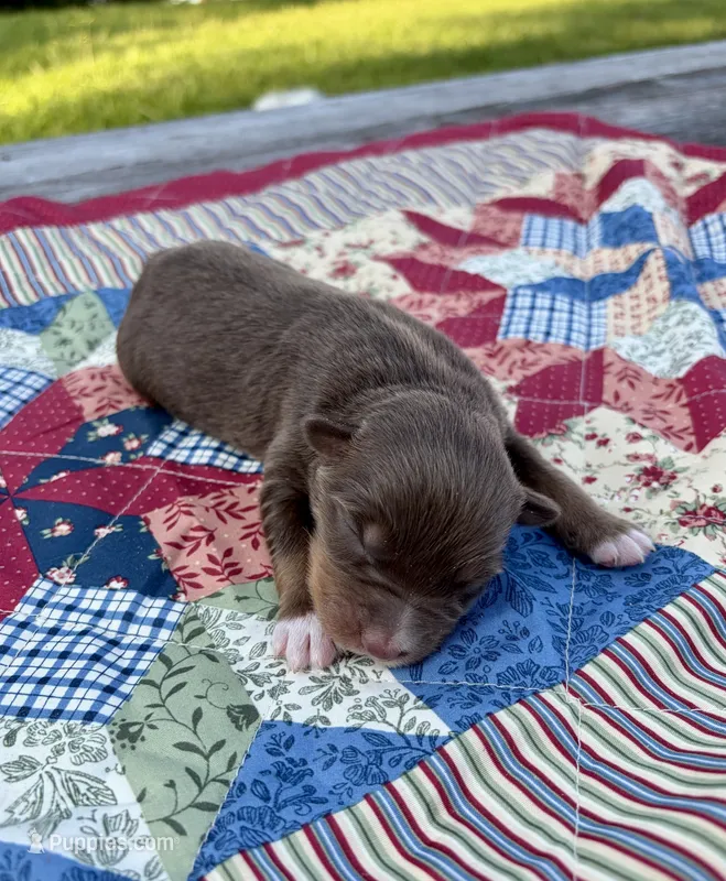Bingo – Australian Shepherd puppy for sale in Cub Run, KY