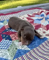 Bingo, a female Australian Shepherd for sale in Cub Run, KY – 1 of 5