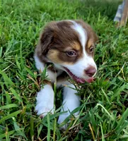 Pearl, a female Australian Shepherd for sale in Cub Run, KY – 2 of 7