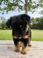 Muffin, a female Australian Shepherd for sale in Cub Run, KY – 3 of 5
