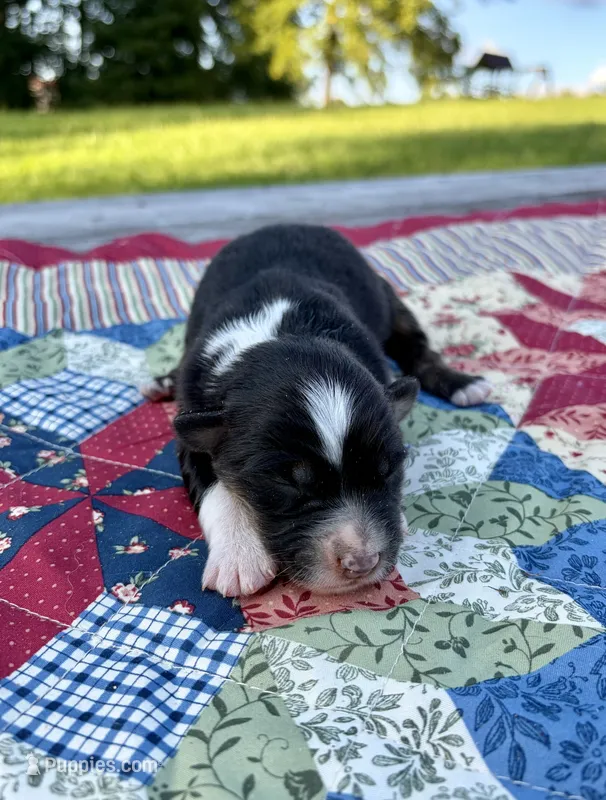 Trixie – Australian Shepherd puppy for sale in Cub Run, KY