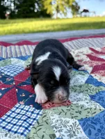 Trixie, a female Australian Shepherd for sale in Cub Run, KY – 1 of 4