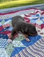 Bingo, a female Australian Shepherd for sale in Cub Run, KY – 3 of 5