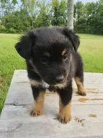 Muffin, a female Australian Shepherd for sale in Cub Run, KY – 2 of 5