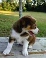 Pearl, a female Australian Shepherd for sale in Cub Run, KY – 4 of 7