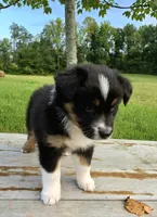 Trixie, a female Australian Shepherd for sale in Cub Run, KY – 3 of 6