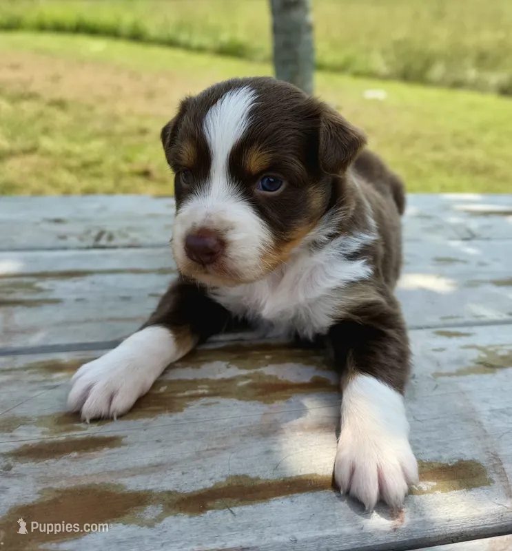 Calypso – Australian Shepherd puppy for sale in Cub Run, KY