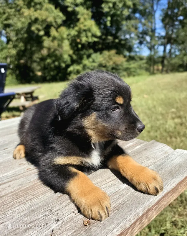 Muffin – Australian Shepherd puppy for sale in Cub Run, KY