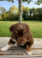 Chilli, a female Australian Shepherd for sale in Cub Run, KY – 4 of 6