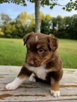 Chilli, a female Australian Shepherd for sale in Cub Run, KY – 3 of 6