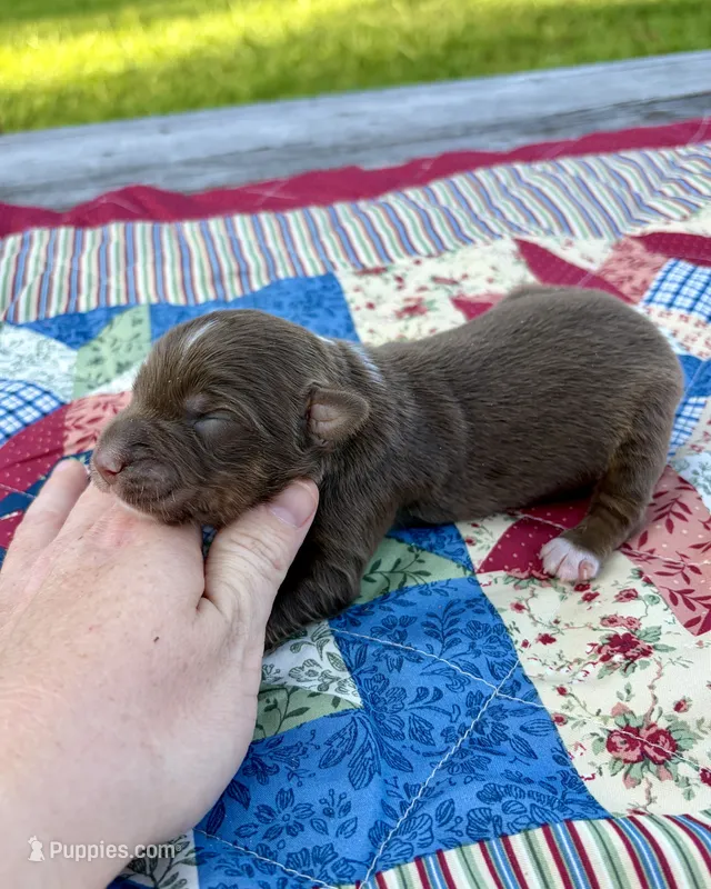 Chilli – Australian Shepherd puppy for sale in Cub Run, KY