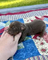 Chilli, a female Australian Shepherd for sale in Cub Run, KY – 1 of 5