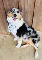 Bamm-Bamm, a male Australian Shepherd for sale in Cub Run, KY – 5 of 5
