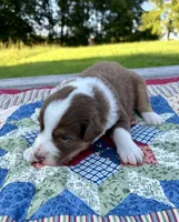 Bamm-Bamm, a male Australian Shepherd for sale in Cub Run, KY – 3 of 5