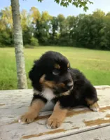 Socks, a male Australian Shepherd for sale in Cub Run, KY – 2 of 6