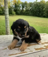 Socks, a male Australian Shepherd for sale in Cub Run, KY – 1 of 6