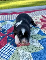 Trixie, a female Australian Shepherd for sale in Cub Run, KY – 2 of 4
