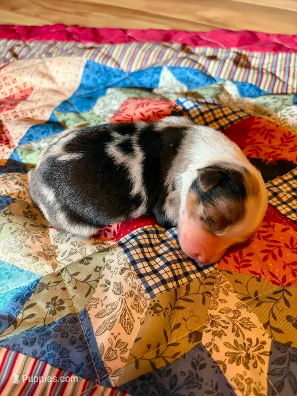Wilma – Australian Shepherd puppy on hold in Cub Run, KY