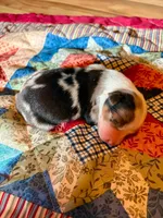 Wilma, a female Australian Shepherd for sale in Cub Run, KY – 1 of 3