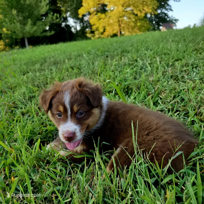 Betty – Australian Shepherd puppy for sale in Cub Run, KY