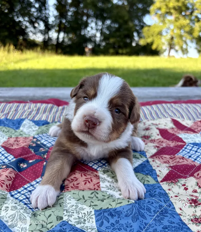 Bamm-Bamm – Australian Shepherd puppy for sale in Cub Run, KY