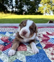 Bamm-Bamm, a male Australian Shepherd for sale in Cub Run, KY – 1 of 5