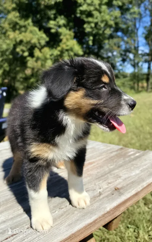 Trixie – Australian Shepherd puppy for sale in Cub Run, KY