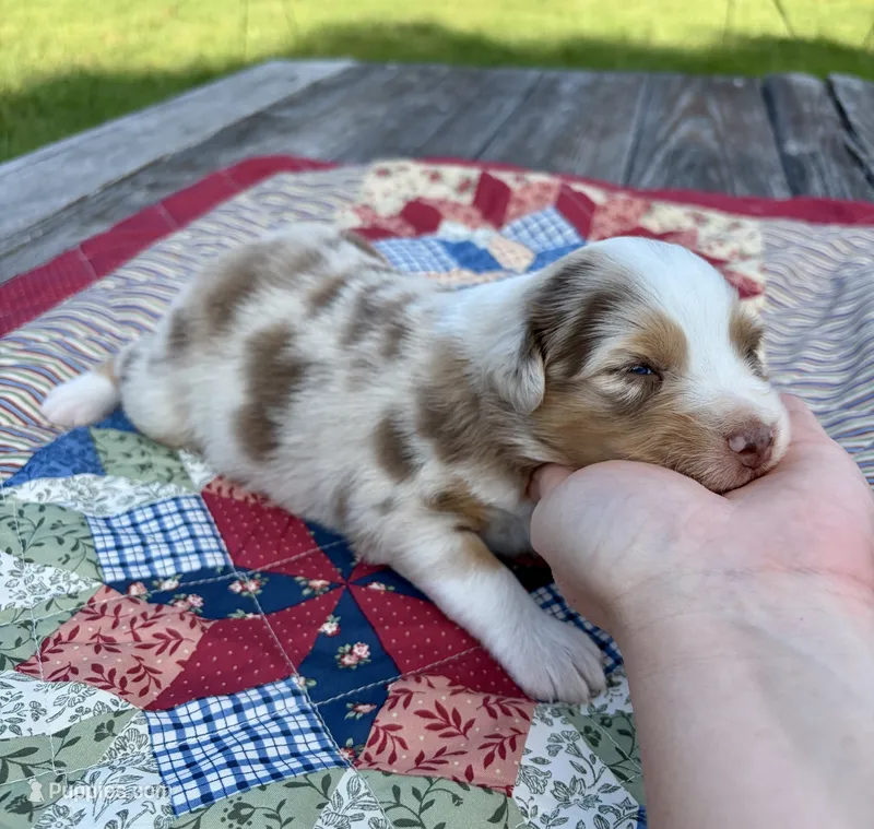 PEBBLES – Australian Shepherd puppy on hold in Cub Run, KY