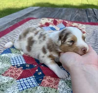 PEBBLES, a female Australian Shepherd for sale in Cub Run, KY – 1 of 4