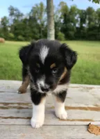 Trixie, a female Australian Shepherd for sale in Cub Run, KY – 4 of 6