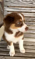 Pearl, a female Australian Shepherd for sale in Cub Run, KY – 3 of 6