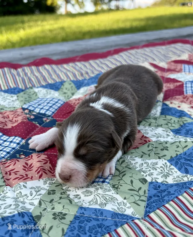 Calypso – Australian Shepherd puppy for sale in Cub Run, KY