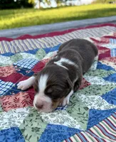Calypso, a female Australian Shepherd for sale in Cub Run, KY – 1 of 4