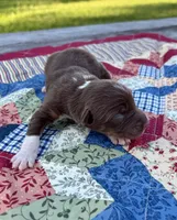 Chilli, a female Australian Shepherd for sale in Cub Run, KY – 2 of 5